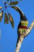 Black-necked Aracari