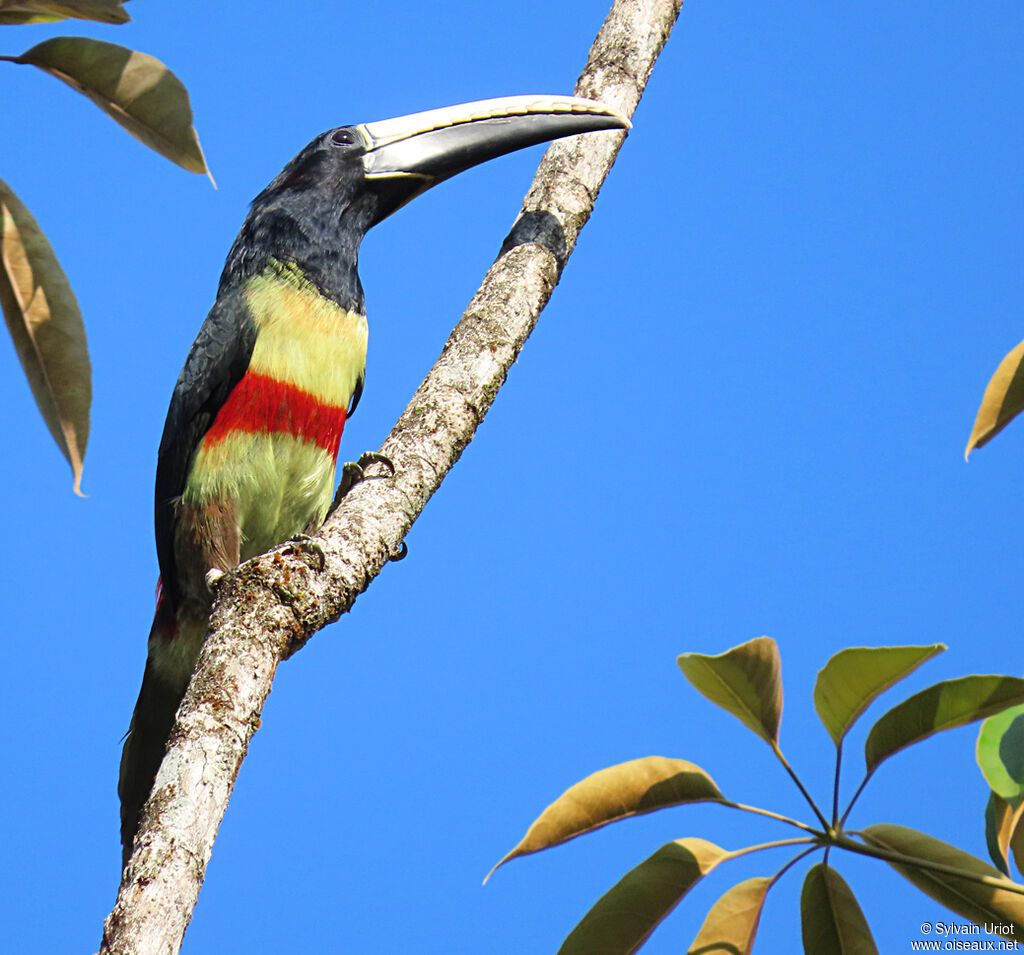 Black-necked Aracariadult