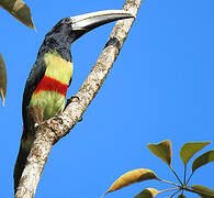 Black-necked Aracari