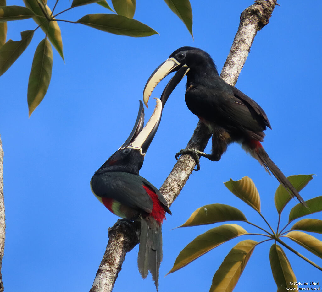 Black-necked Aracariadult