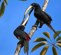 Black-necked Aracari