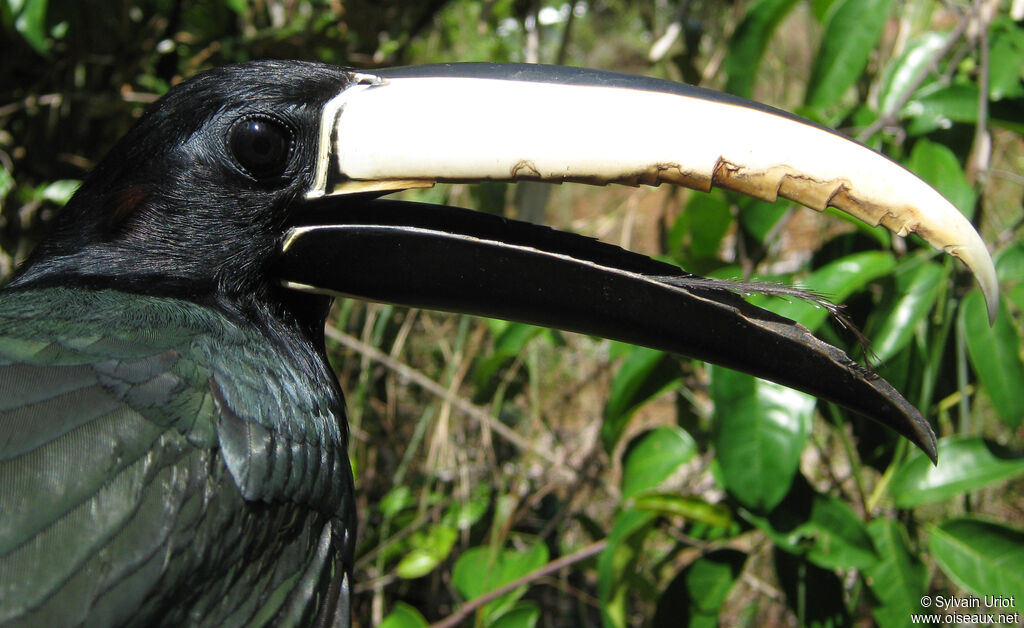 Black-necked Aracariadult