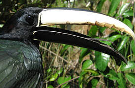 Black-necked Aracari