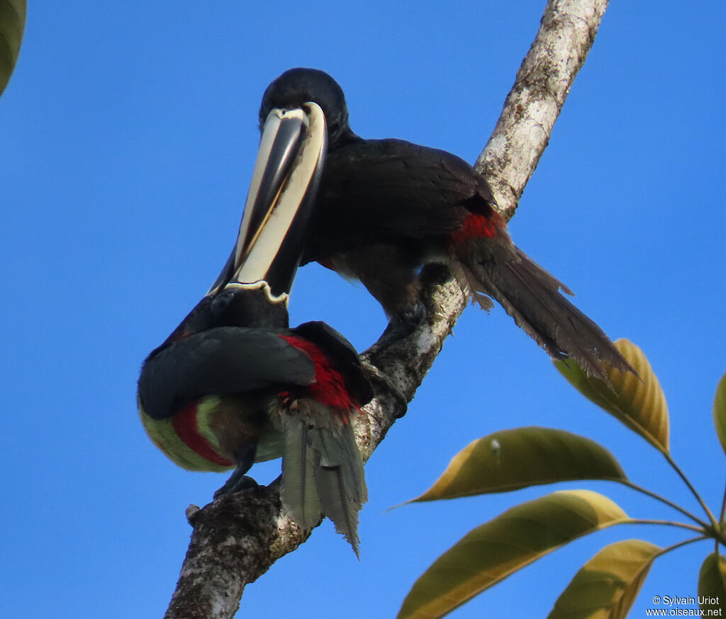 Black-necked Aracariadult