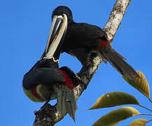 Black-necked Aracari