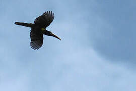 Black-necked Aracari