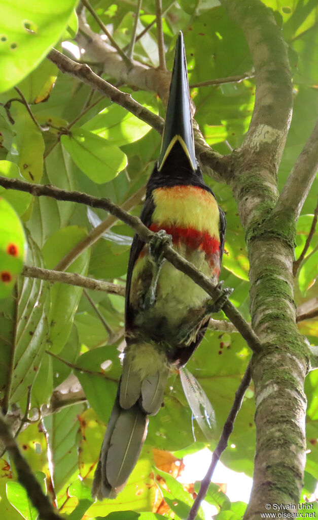 Black-necked Aracariadult