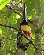 Black-necked Aracari