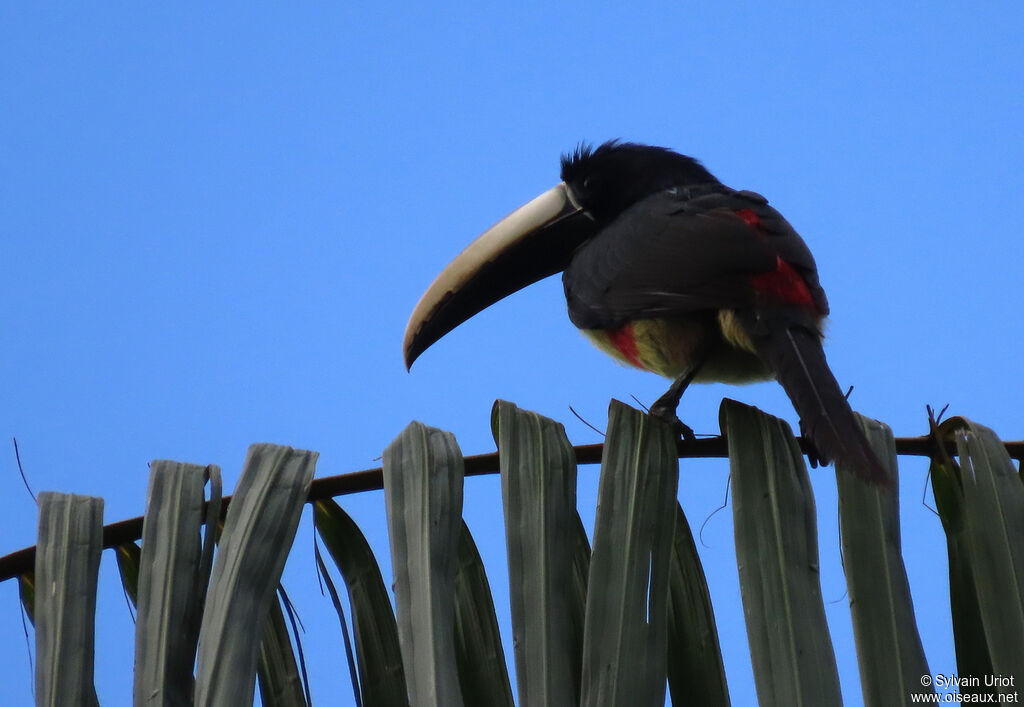 Black-necked Aracariadult