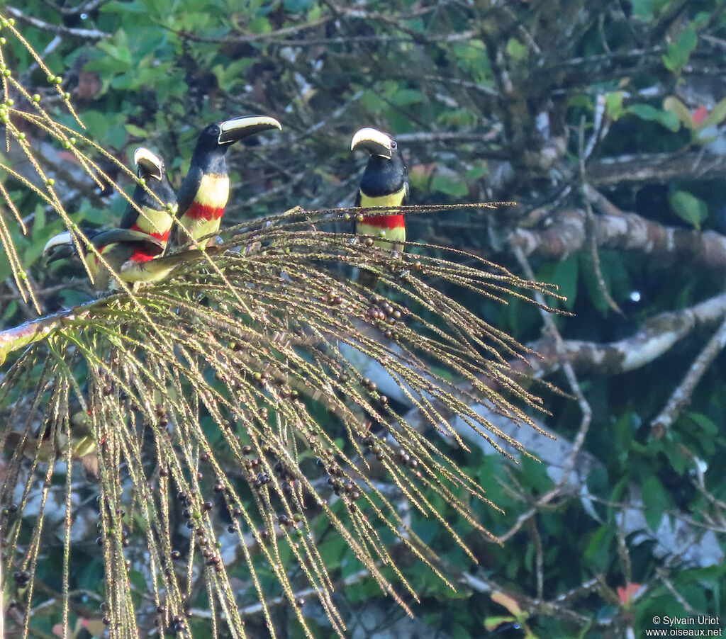 Black-necked Aracariadult