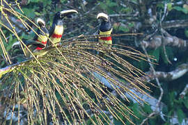 Black-necked Aracari