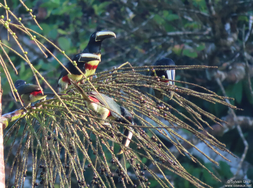 Black-necked Aracariadult