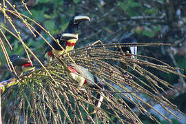 Black-necked Aracari