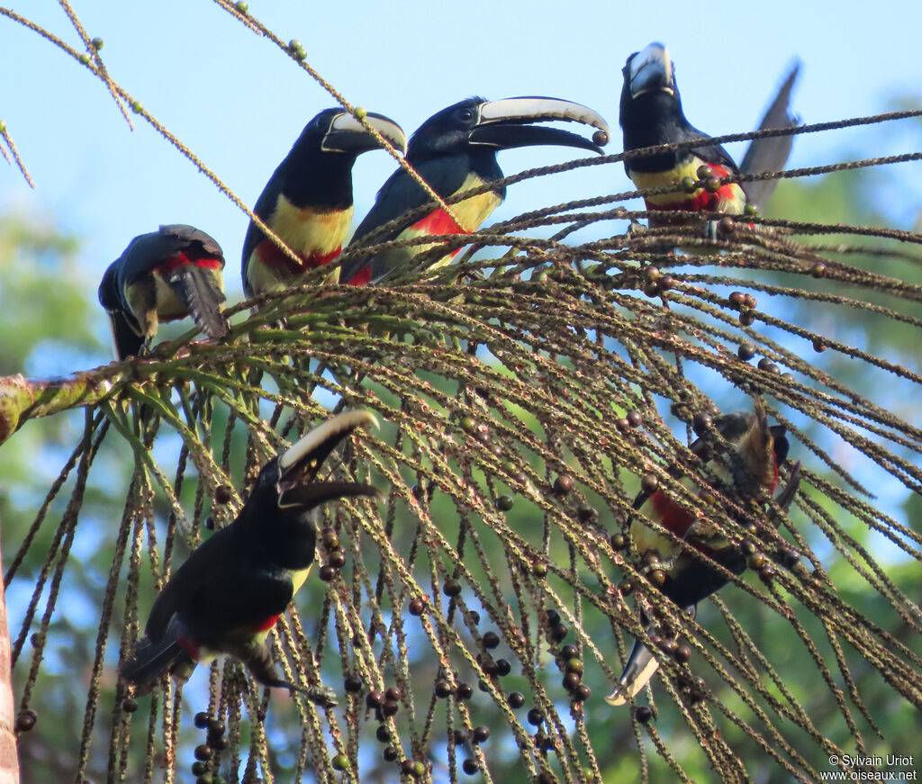 Black-necked Aracariadult