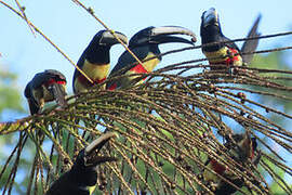 Black-necked Aracari