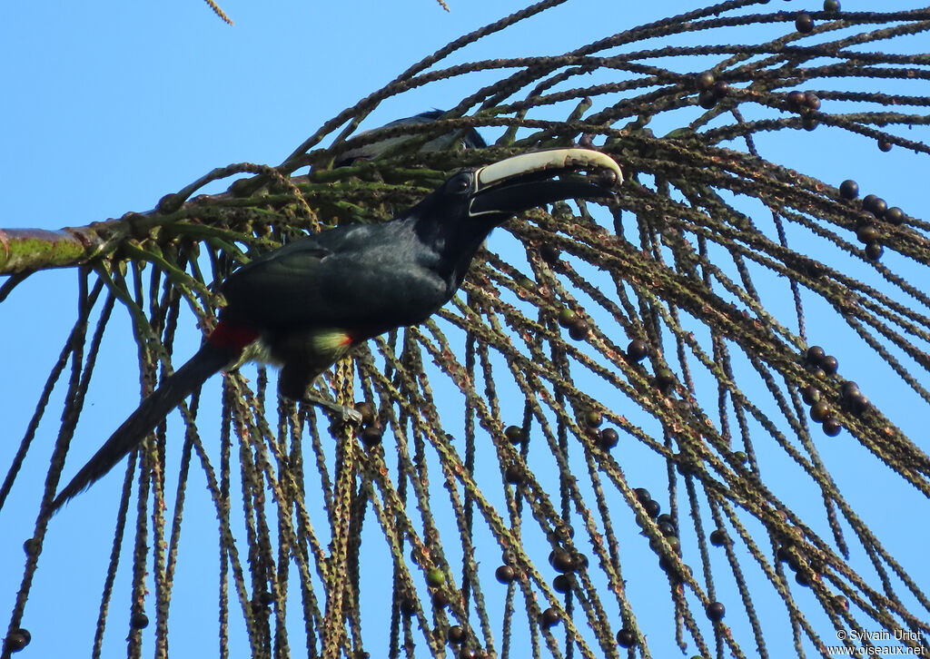 Black-necked Aracariadult