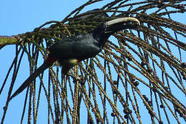 Black-necked Aracari