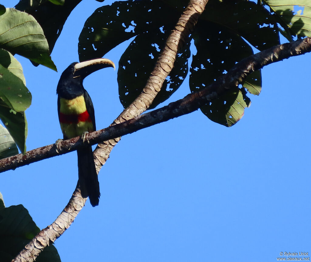 Black-necked Aracariadult