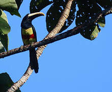 Black-necked Aracari