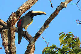 Black-necked Aracari