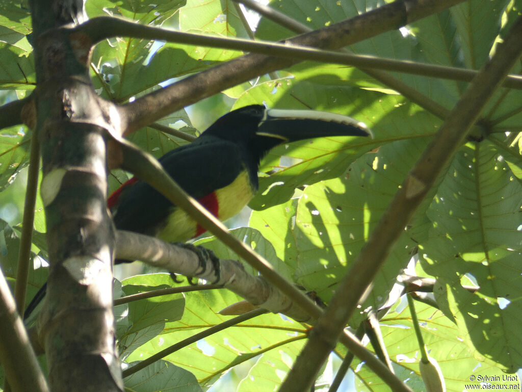 Black-necked Aracari