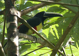 Black-necked Aracari