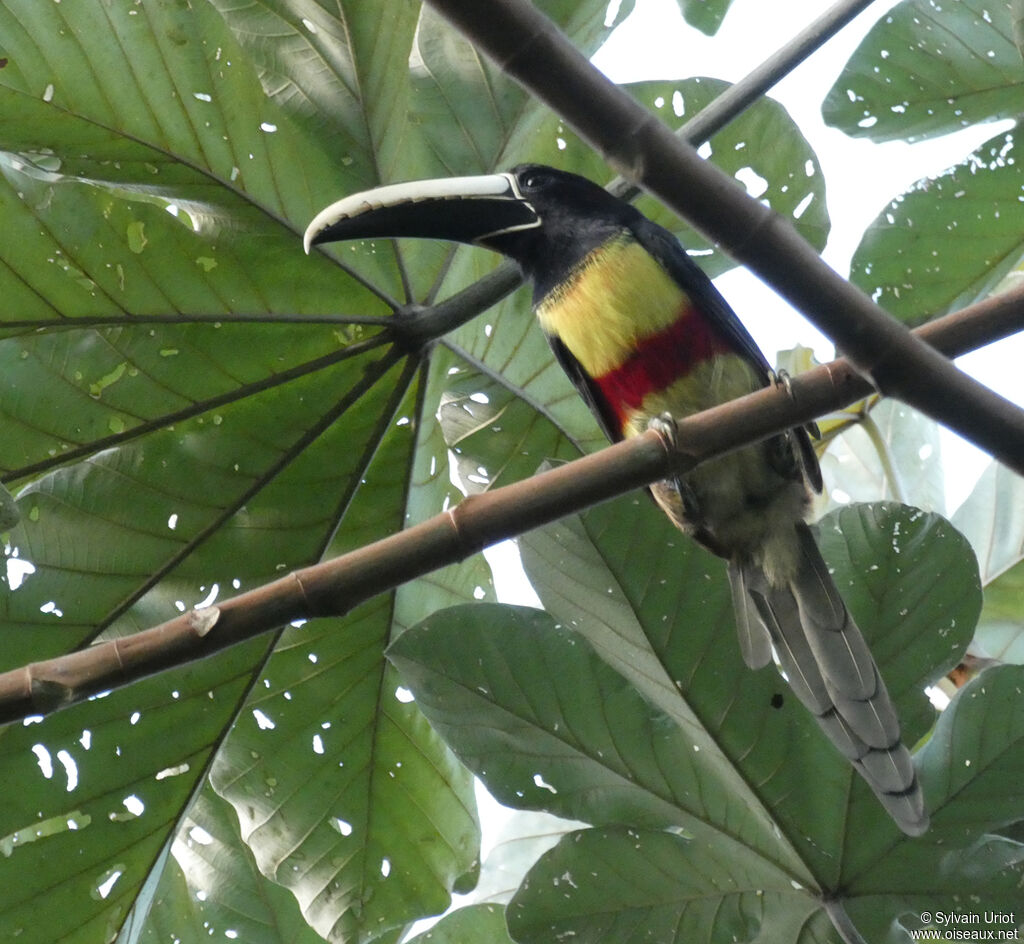 Black-necked Aracariadult