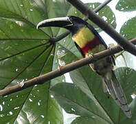 Black-necked Aracari