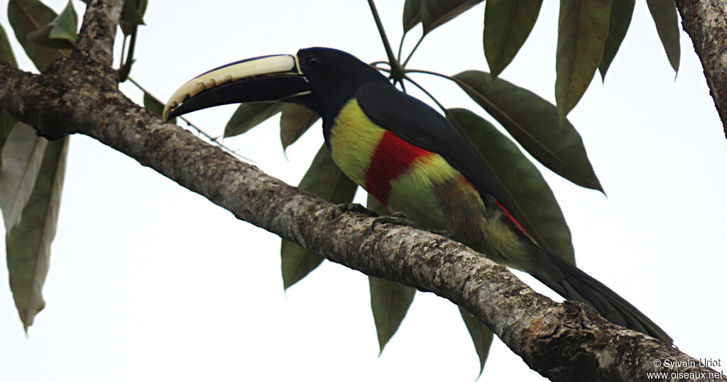 Black-necked Aracariadult