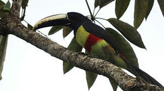 Black-necked Aracari