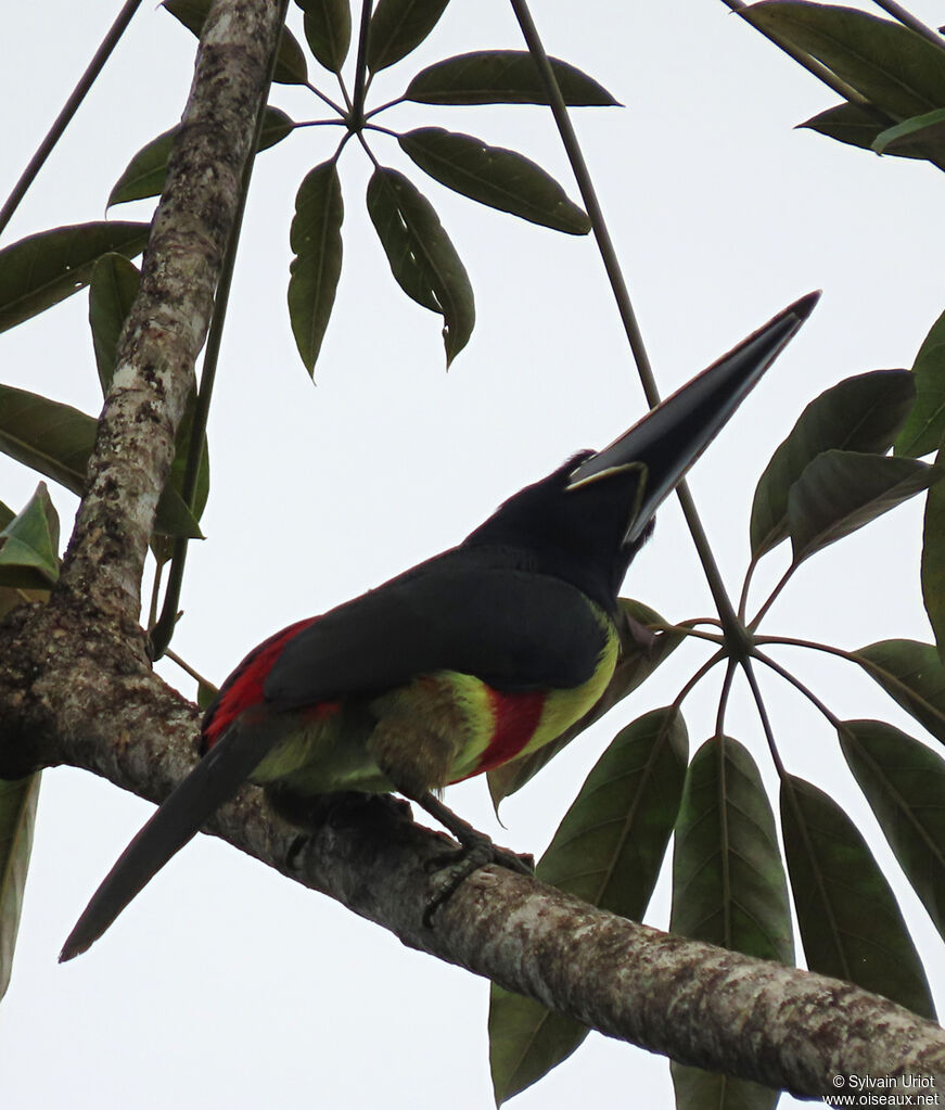 Black-necked Aracariadult