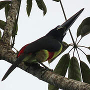 Black-necked Aracari