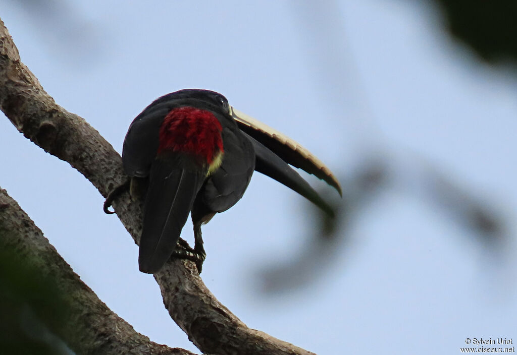 Black-necked Aracariadult