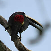 Black-necked Aracari