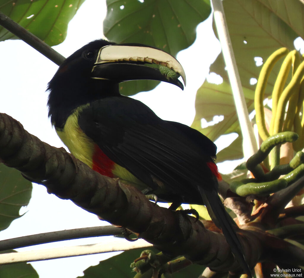 Black-necked Aracariadult