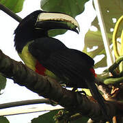 Black-necked Aracari