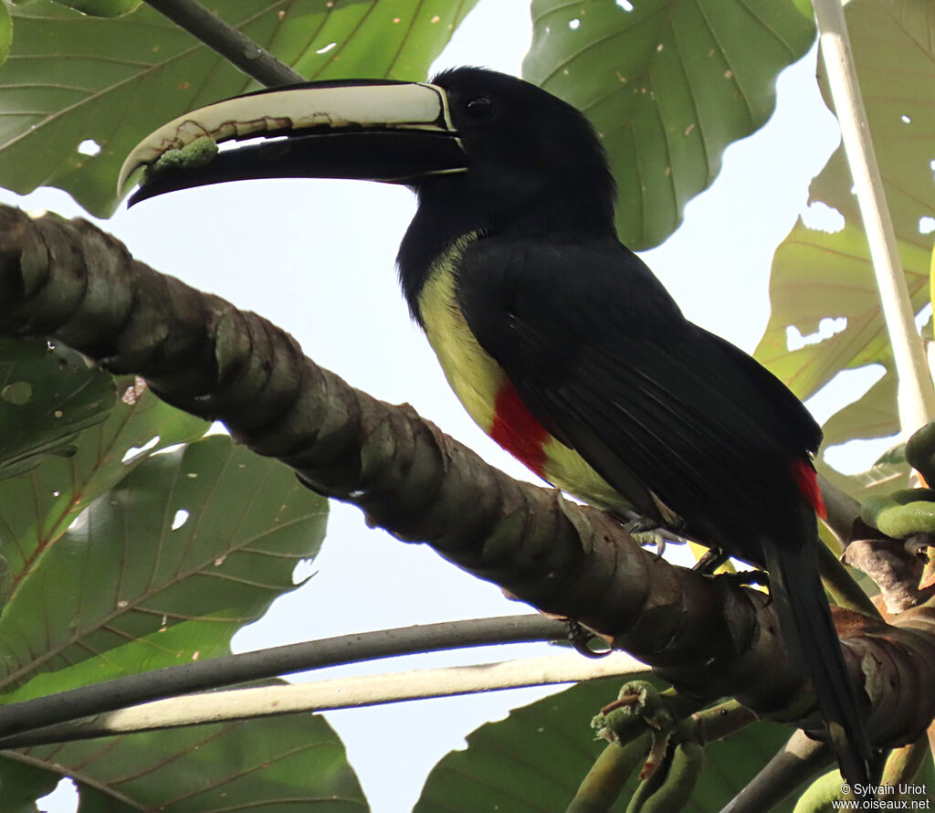 Black-necked Aracariadult