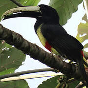 Black-necked Aracari