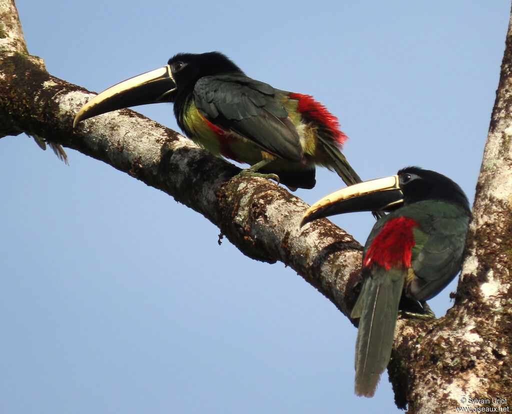 Black-necked Aracariadult