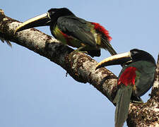 Black-necked Aracari