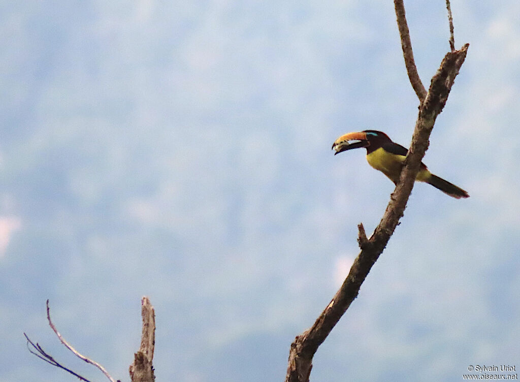 Araçari marqué adulte