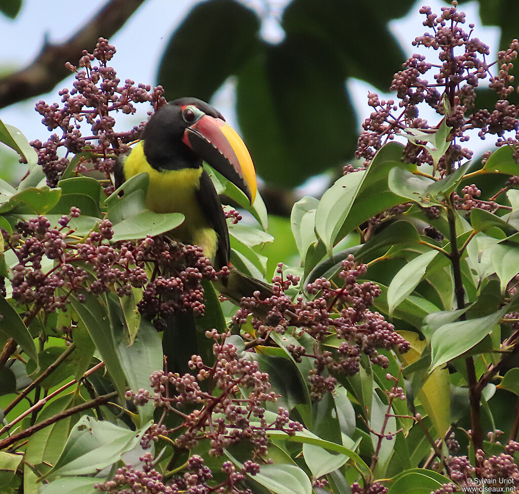 Green Aracari male adult