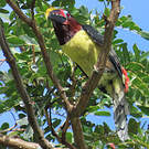Araçari vert