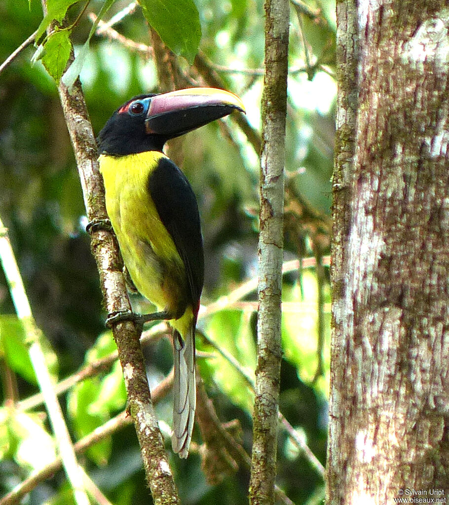 Green Aracari male adult