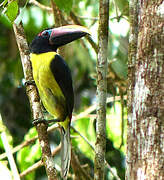 Green Aracari