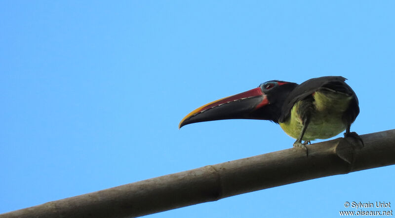 Green Aracari male adult