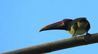 Green Aracari