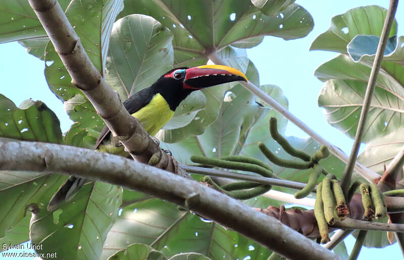 Green Aracari male adult, habitat, pigmentation