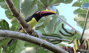 Green Aracari