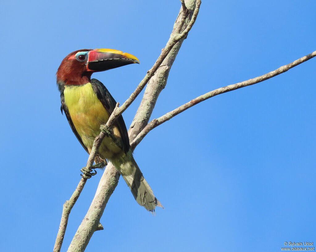 Green Aracari female adult